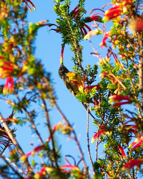 orange-breasted sunbird  bird  avian