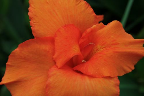 Orange Canna Flower