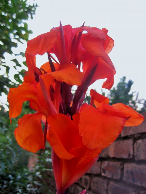 Orange Canna Flower