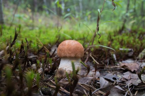 orange-cap boletus mushroom summer