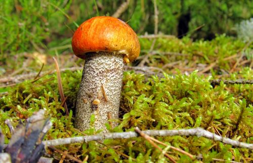orange-cap boletus mushroom forest