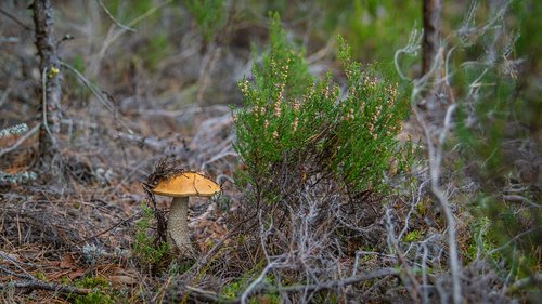 orange-cap boletus  mushroom  forest