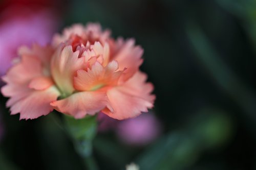 orange carnation  flower  blooming