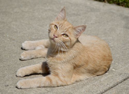 orange cat kitten tabby