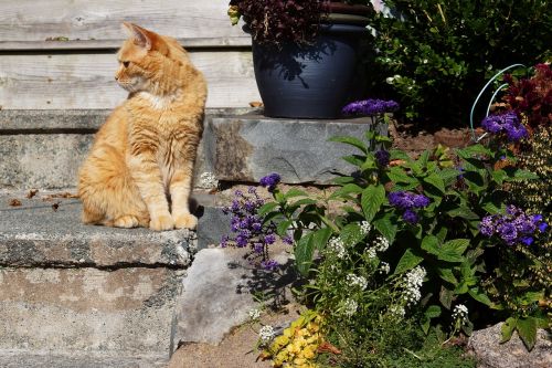 orange cat outdoor kitty