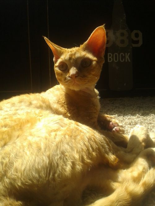 orange cat cat devon rex