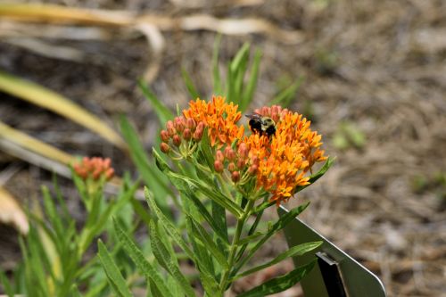 Orange Colored Butterfly Flower