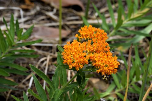 Orange Colored Butterfly Flower