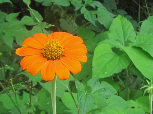 Orange Coloured Wild Flower
