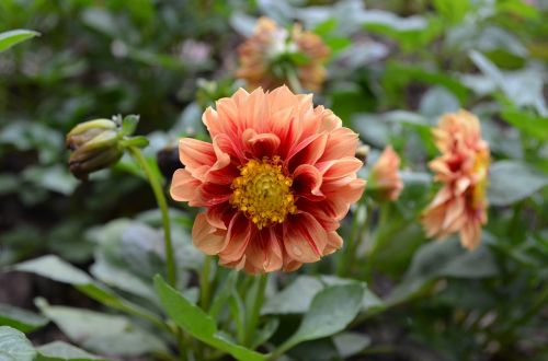 orange dahlia flower petals