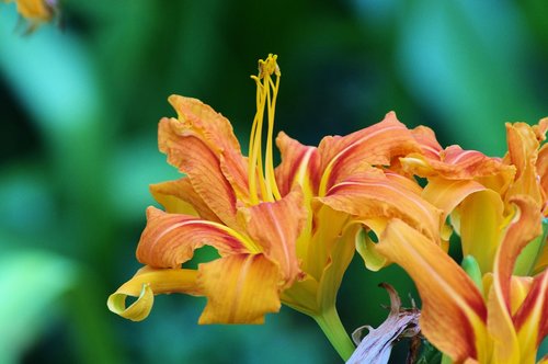 orange daylily  orange  lily