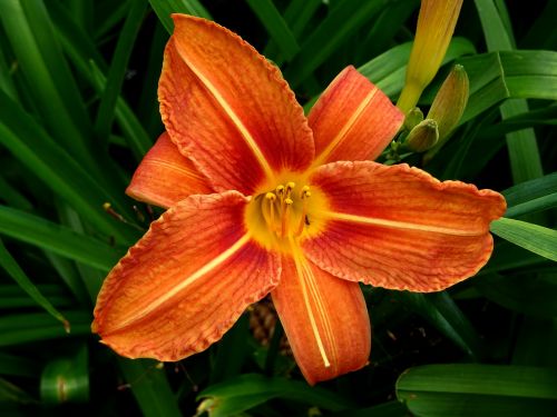 Orange Daylily Flower