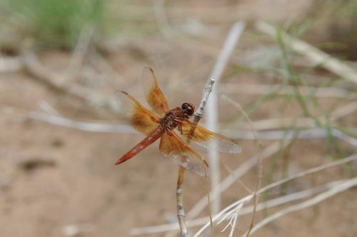 orange dragonfly insects fly