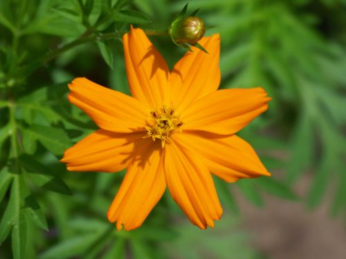 Orange Flower