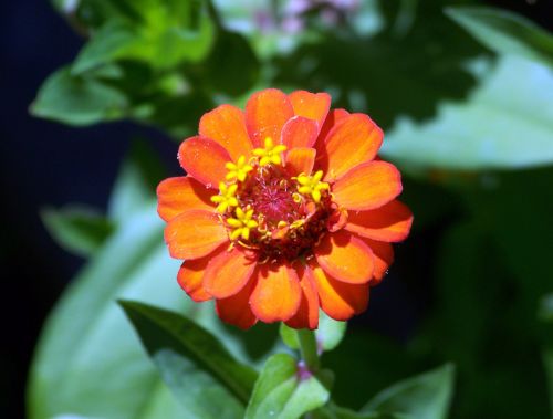 Orange Flower