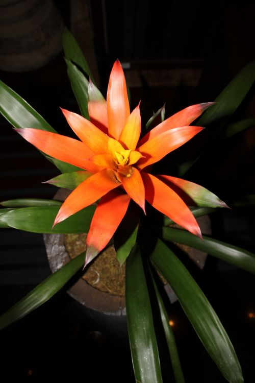 Orange Flower