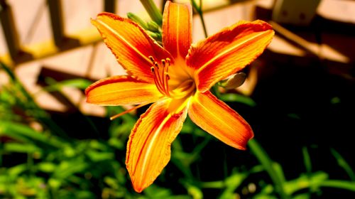 Orange Flower