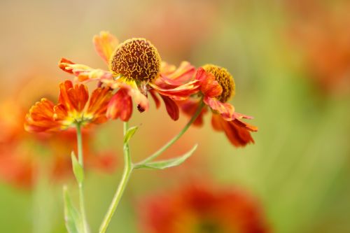 Orange Flower