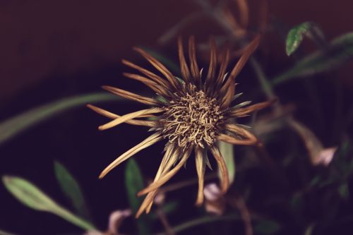 orange flower spring withered flower