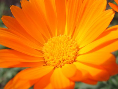 Orange Flower