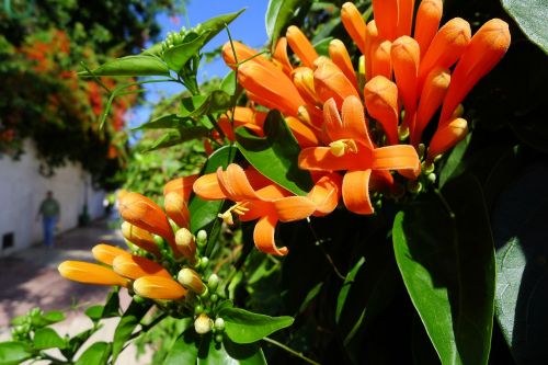 orange flower tenerife alley