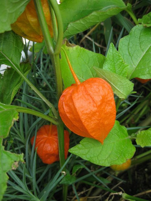 orange flower garden leaves