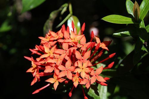 kanakambaram orange flower star flower