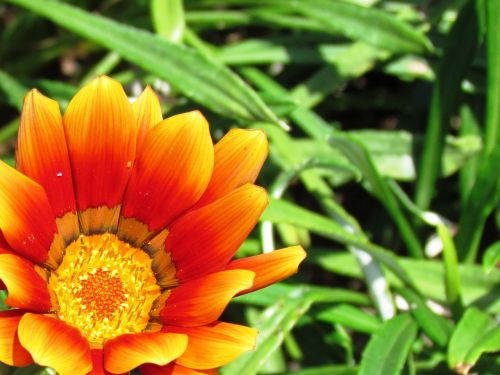 orange flower nature flower of the field