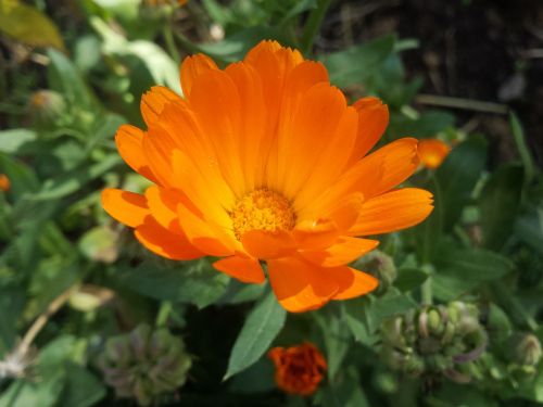 orange flower petals orange yellow flower