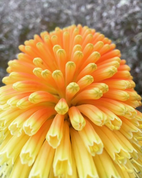 orange flower nature garden