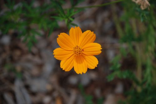 orange flower flower orange