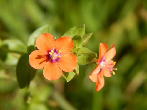 orange flower small wild flower