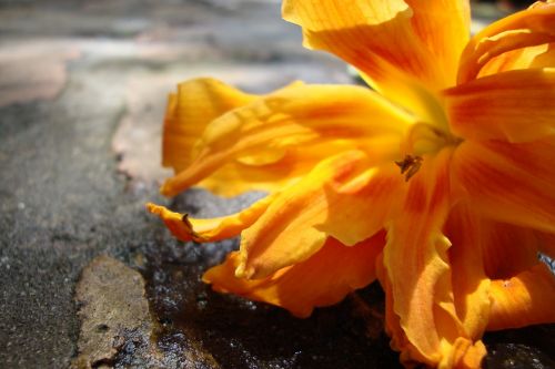 orange flower tiger lily summer