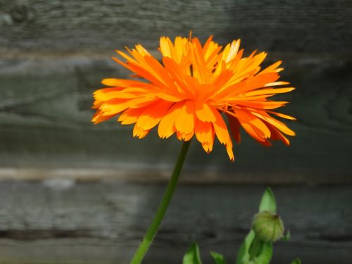 orange flower orange marigold