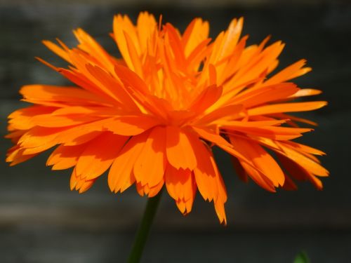 orange flower orange nature