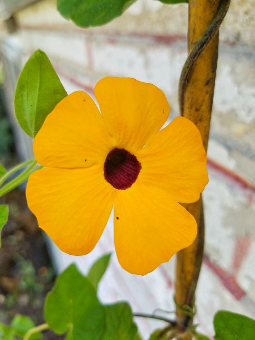 orange flower nature purple