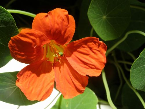 orange flower flower flowers oranges