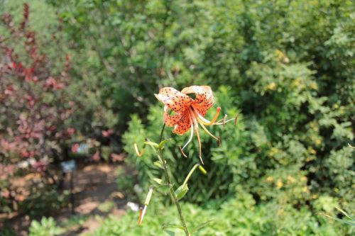 orange flower flower botanical gardens