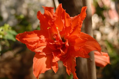 orange flower small flower flora