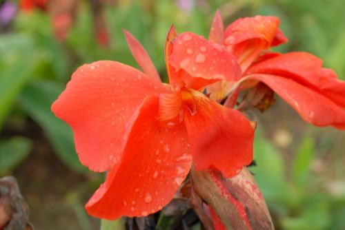 orange flower flowers garden