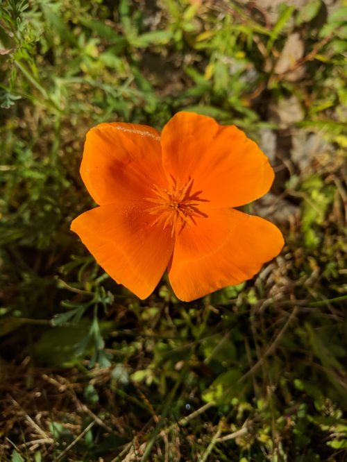 orange flower vibrant orange