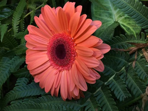 orange flower  petals orange  orange