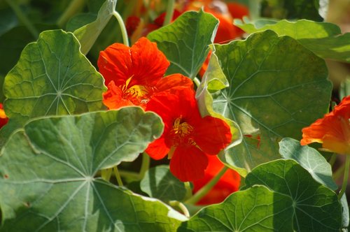 orange flower  nasturtium  bloom