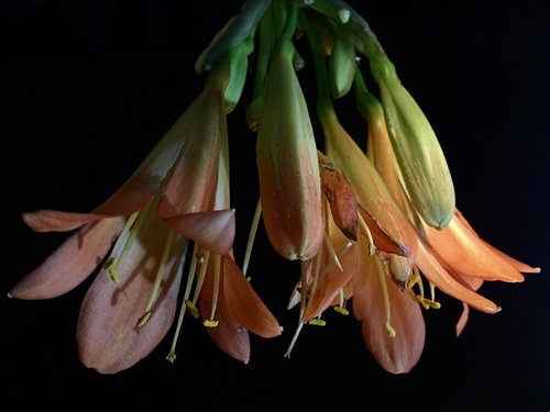 orange flower  stamens  flower