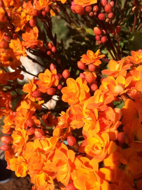 orange flower  orange  nature