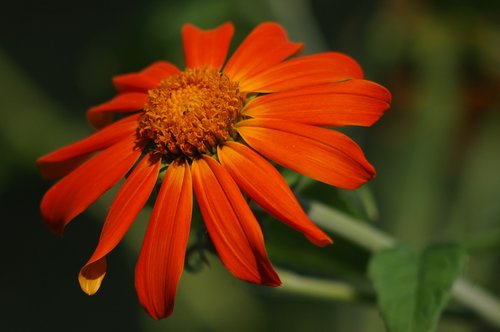 orange flower  sunflower antique  flower