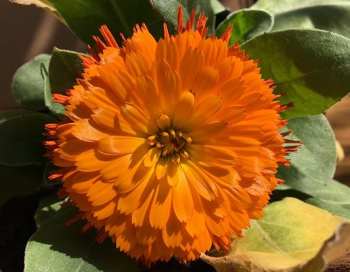 orange flower  petals orange  petals