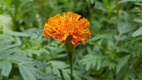 orange flower  nature  greenery