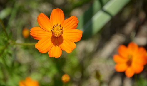 orange flower flower nature