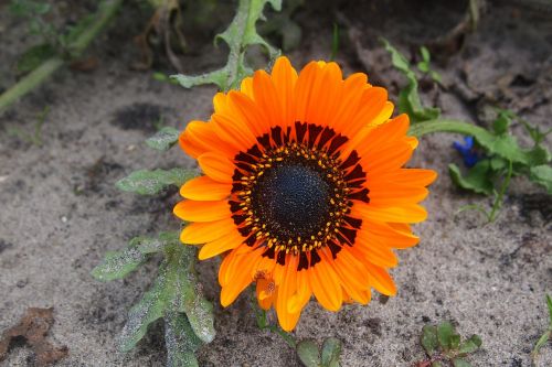 orange flower petals garden